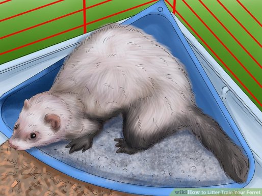 aid26344-v4-728px-Litter-Train-Your-Ferret-Step-3-Version-3