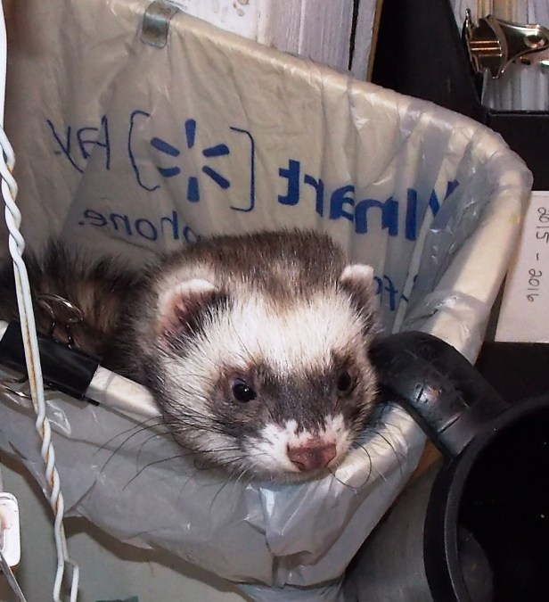 hanging in mums space.jpg